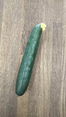 採れたてきゅうり