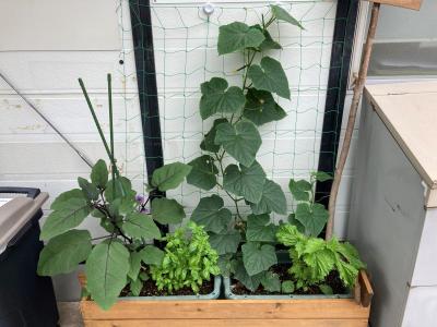 五常菜園の様子